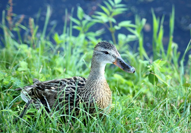 De bedste strategier til begyndere i krydsord